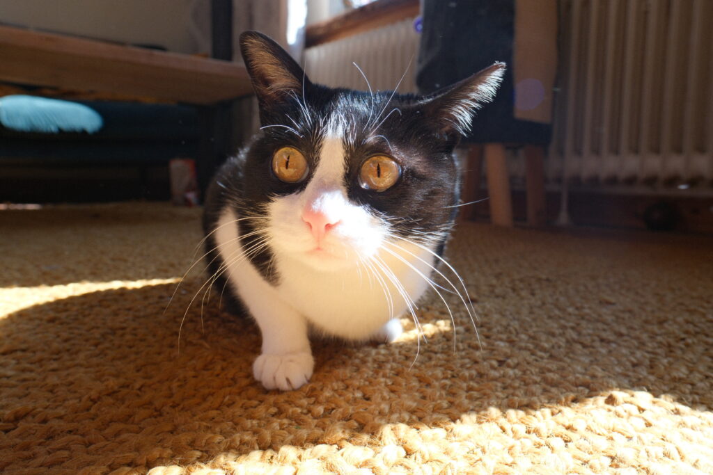 mario's cat
